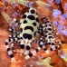 shrimp_coleman_bhr_tam_v_0364_bal6226.jpg